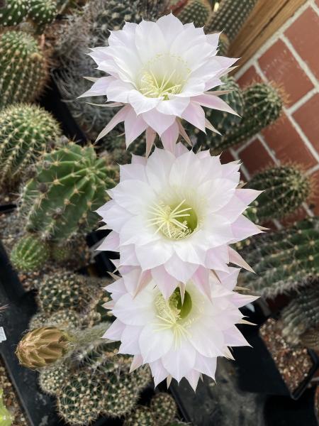 Echinopsis Hybr. rosa